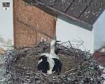 Capi_Dubne_20250429_100504.jpg