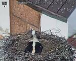Capi_Dubne_20250429_102502.jpg
