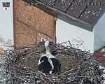 Capi_Dubne_20250429_104002.jpg