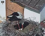 Capi_Dubne_20250429_105502.jpg