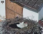 Capi_Dubne_20250429_110504.jpg