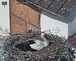Capi_Dubne_20250429_112002.jpg
