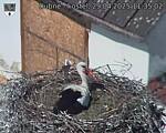 Capi_Dubne_20250429_113502.jpg