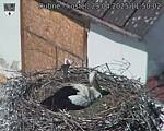 Capi_Dubne_20250429_115002.jpg