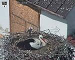 Capi_Dubne_20250429_120002.jpg