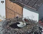 Capi_Dubne_20250429_120502.jpg