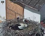 Capi_Dubne_20250429_123002.jpg