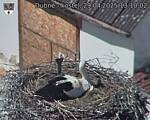 Capi_Dubne_20250429_131002.jpg