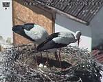 Capi_Dubne_20250429_140003.jpg