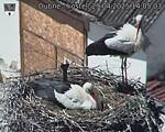 Capi_Dubne_20250429_140504.jpg