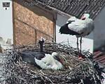 Capi_Dubne_20250429_141002.jpg