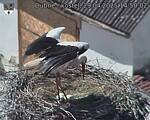 Capi_Dubne_20250429_145002.jpg