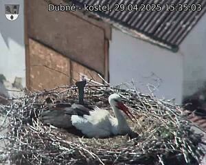 Capi_Dubne_20250429_153503.jpg (1350 x 1080)