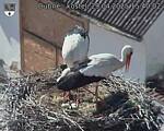 Capi_Dubne_20250429_154002.jpg