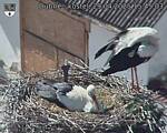 Capi_Dubne_20250429_154503.jpg