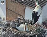 Capi_Dubne_20250429_155002.jpg