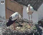 Capi_Dubne_20250429_163003.jpg