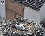 Capi_Dubne_20250429_163502.jpg