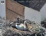 Capi_Dubne_20250429_165002.jpg
