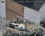 Capi_Dubne_20250429_170003.jpg