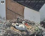 Capi_Dubne_20250429_175003.jpg