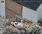 Capi_Dubne_20250429_175502.jpg