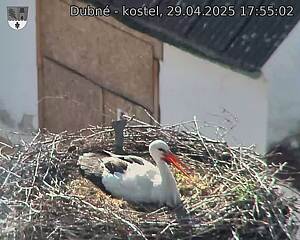 Capi_Dubne_20250429_175502.jpg (1350 x 1080)