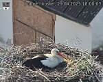 Capi_Dubne_20250429_180003.jpg