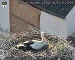 Capi_Dubne_20250429_182002.jpg
