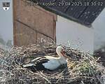 Capi_Dubne_20250429_183002.jpg
