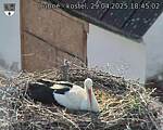 Capi_Dubne_20250429_184502.jpg