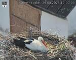Capi_Dubne_20250429_190003.jpg