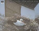 Capi_Dubne_20250429_193502.jpg