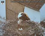 Capi_Dubne_20250429_200002.jpg