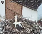 Capi_Dubne_20250429_201003.jpg