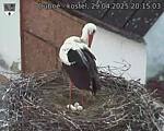 Capi_Dubne_20250429_201503.jpg