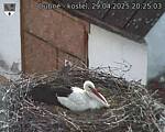 Capi_Dubne_20250429_202503.jpg