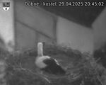 Capi_Dubne_20250429_204502.jpg