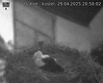 Capi_Dubne_20250429_205002.jpg