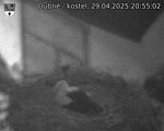 Capi_Dubne_20250429_205502.jpg