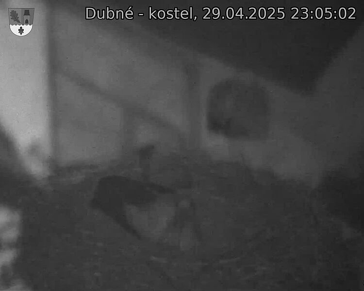 Capi_Dubne_20250429_230502.jpg (1350 x 1080)