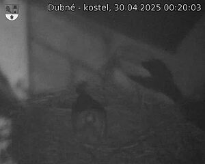Capi_Dubne_20250430_002003.jpg (1350 x 1080)