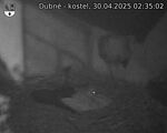 Capi_Dubne_20250430_023502.jpg