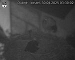 Capi_Dubne_20250430_033002.jpg