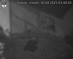 Capi_Dubne_20250430_034002.jpg