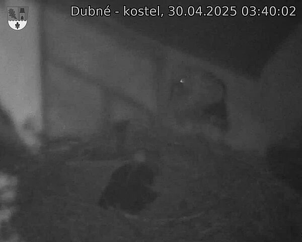 Capi_Dubne_20250430_034002.jpg (1350 x 1080)