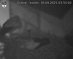 Capi_Dubne_20250430_035502.jpg