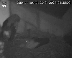 Capi_Dubne_20250430_043502.jpg (1350 x 1080)
