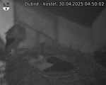 Capi_Dubne_20250430_045002.jpg