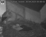 Capi_Dubne_20250430_050002.jpg
